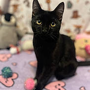 Batman joined the competition — help win amazing prizes! black_cat, cat, pet, animal, indoor, toy, plush_toy, blanket, heart_pattern, yellow_eyes, feline, cute, cozy, domestic_cat, sitting, soft_toy, bedroom, playful, fur, looking