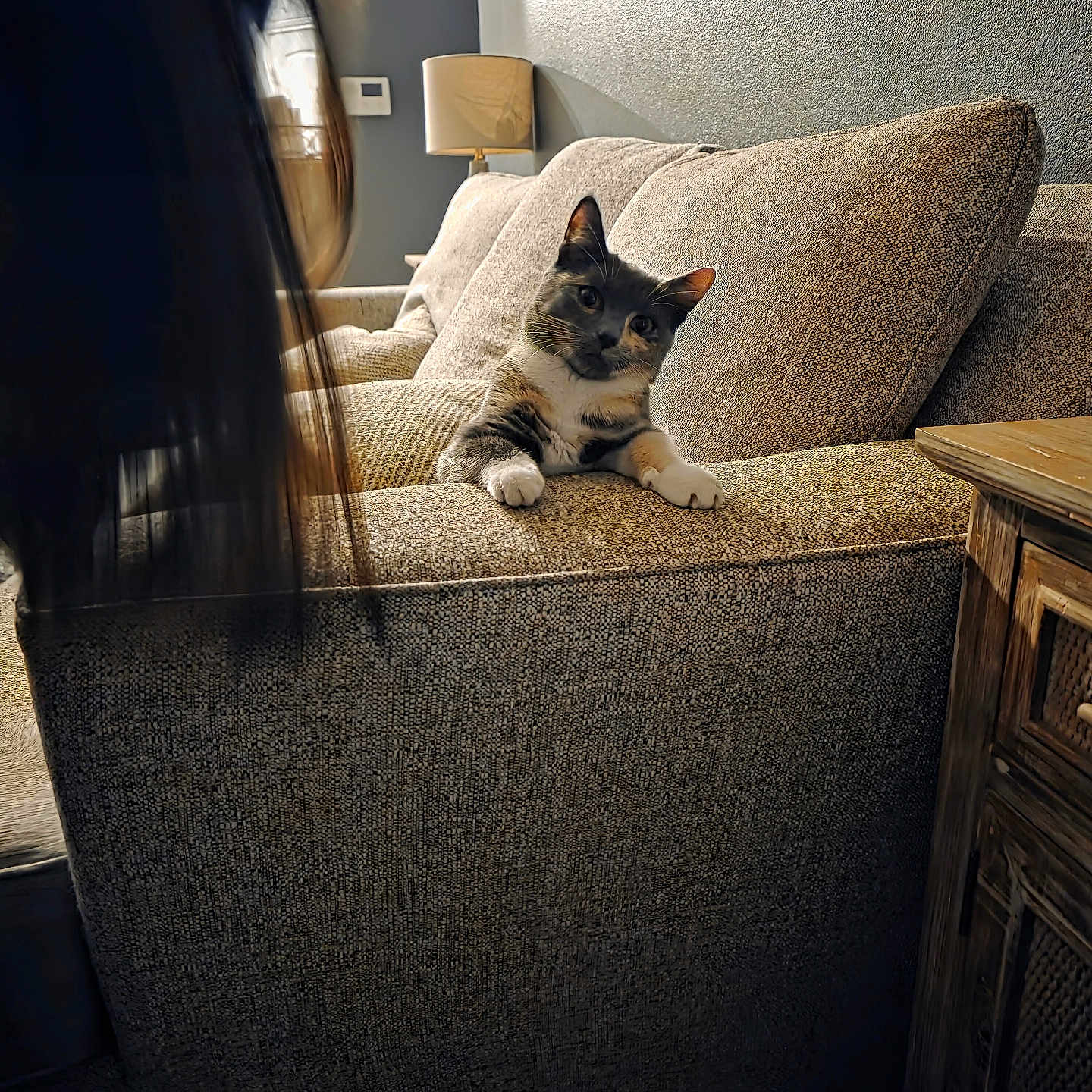 Little Baby is registered to the contest to win money with this photo: animal, blurred_figure, cat, comfort, couch, cozy, curious, domestic_animal, furniture, home, indoor, lamp, living_room, looking, pet, relaxing, seated, shadow, texture, wooden_furniture