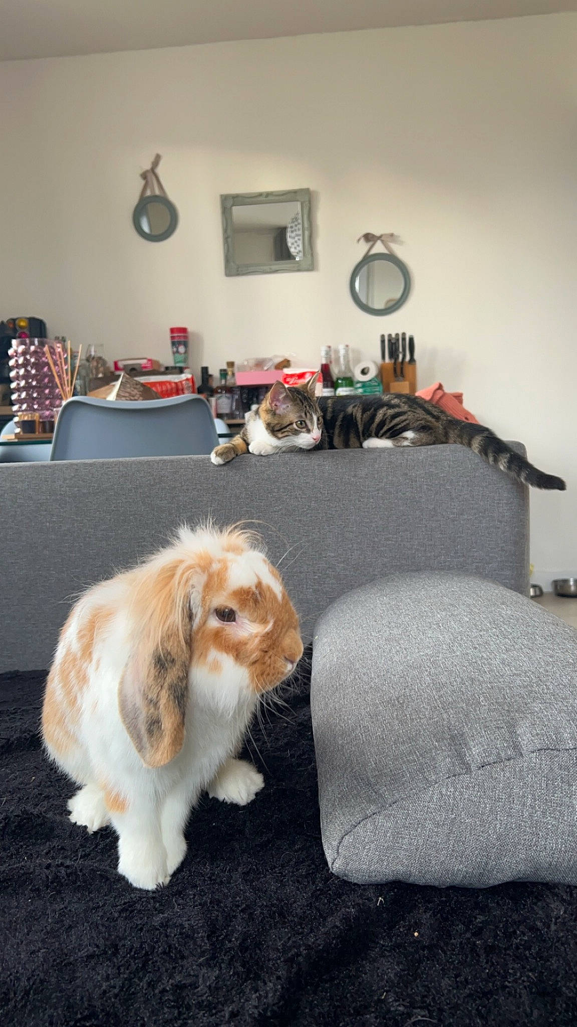 Nuage a rejoint le concours — aidez-le/la à gagner de superbes lots ! carnivore, comfort, companion_dog, couch, dog, dog_breed, flooring, fur, hardwood, hat, liver, picture_frame, puppy, room, spaniel, studio_couch, tail, toy_dog, whiskers, wood