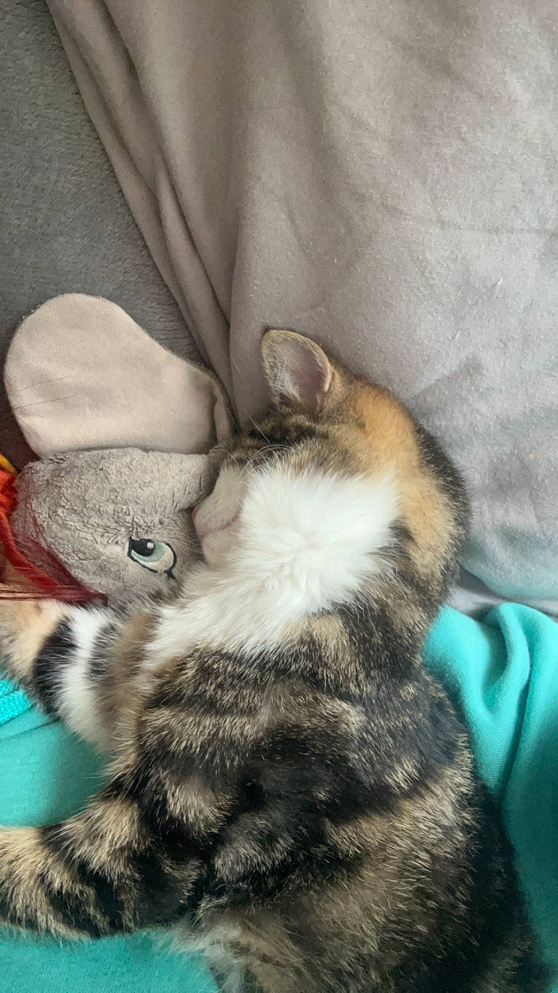 Nuage participe au concours pour gagner de l'argent avec cette photo : blanket, carnivore, cat, claw, cloud, comfort, domestic_short_haired_cat, felidae, foot, fur, gesture, grey, human_leg, linens, nap, paw, sleep, small_to_medium_sized_cats, tail, whiskers