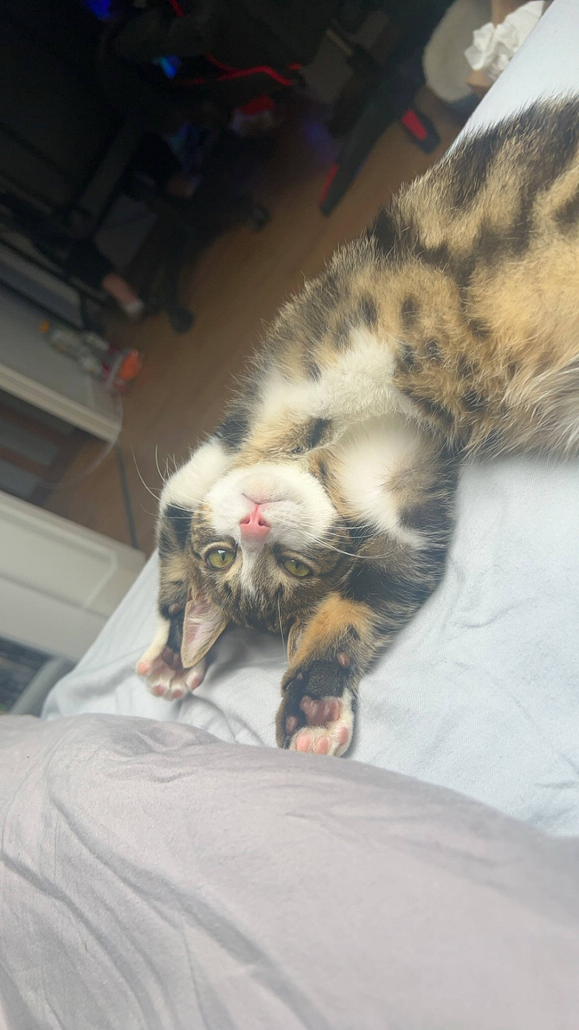 Nuage a rejoint le concours — aidez-le/la à gagner de superbes lots ! bed, bedding, canidae, carnivore, cat, claw, comfort, domestic_short_haired_cat, duvet, felidae, fur, linens, nap, paw, small_to_medium_sized_cats, snout, tail, terrestrial_animal, whiskers, wildlife