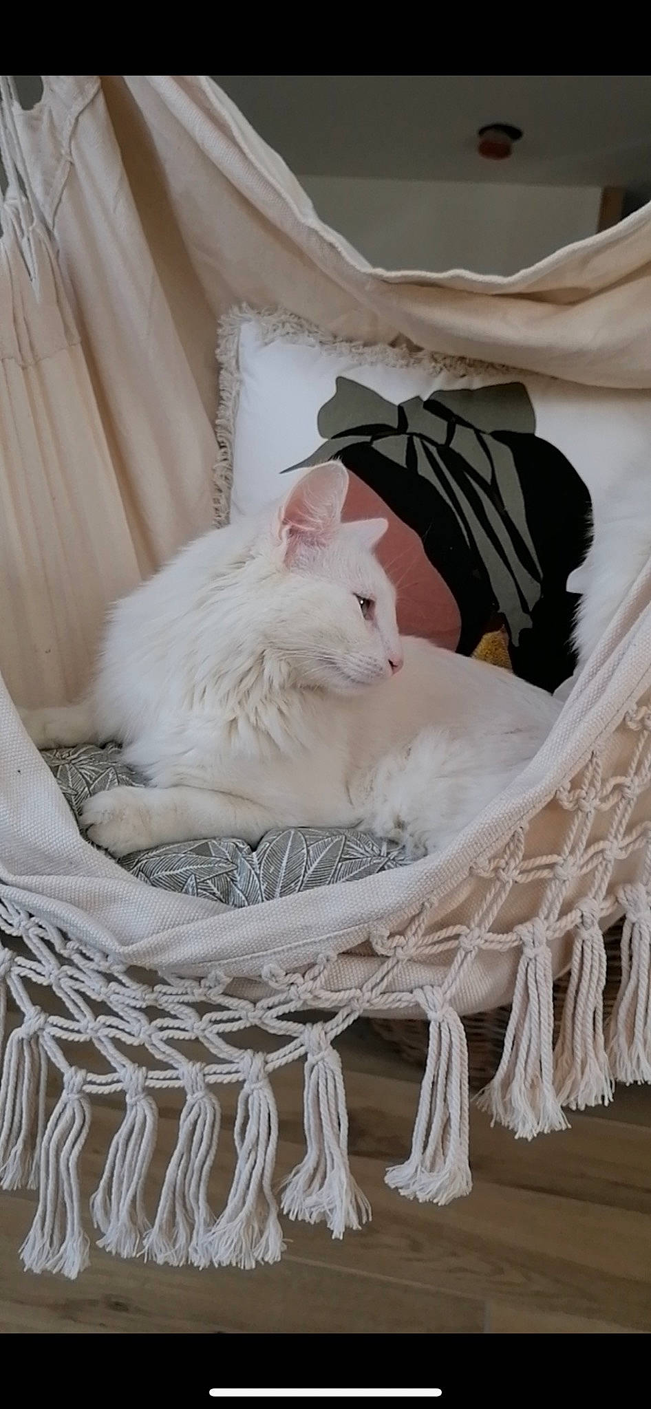 Pyla participe au concours pour gagner de l'argent avec cette photo : basket, bed_sheet, bedding, bridal_accessory, carnivore, comfort, curtain, fashion_accessory, fashion_design, fawn, feather, felidae, fur, grey, linens, pattern, sleeve, small_to_medium_sized_cats, white, wood