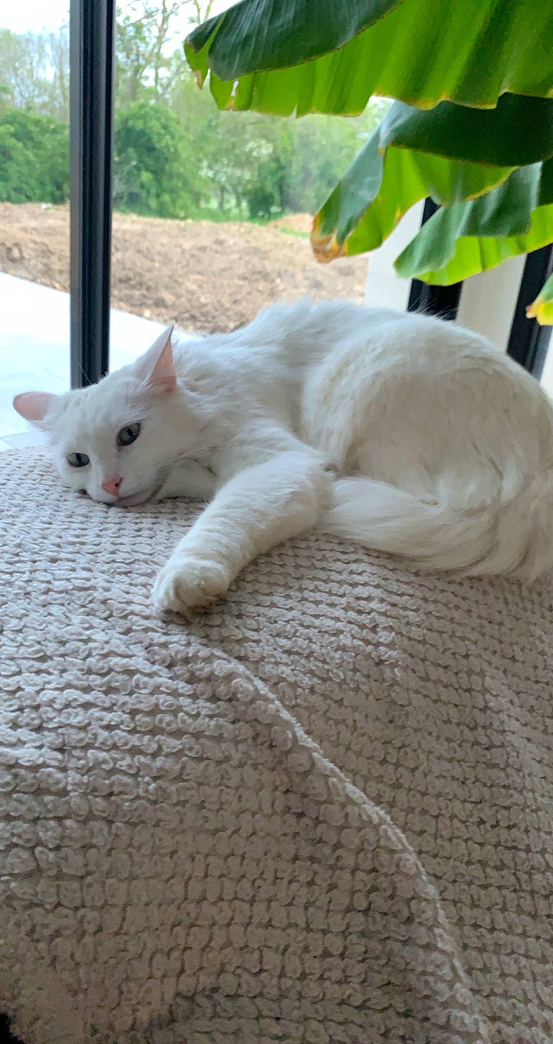 Pyla a rejoint le concours — aidez-le/la à gagner de superbes lots ! carnivore, cat, claw, comfort, domestic_short_haired_cat, fawn, felidae, foot, fur, nap, paw, plant, sitting, small_to_medium_sized_cats, snout, tail, terrestrial_animal, whiskers, window, wood