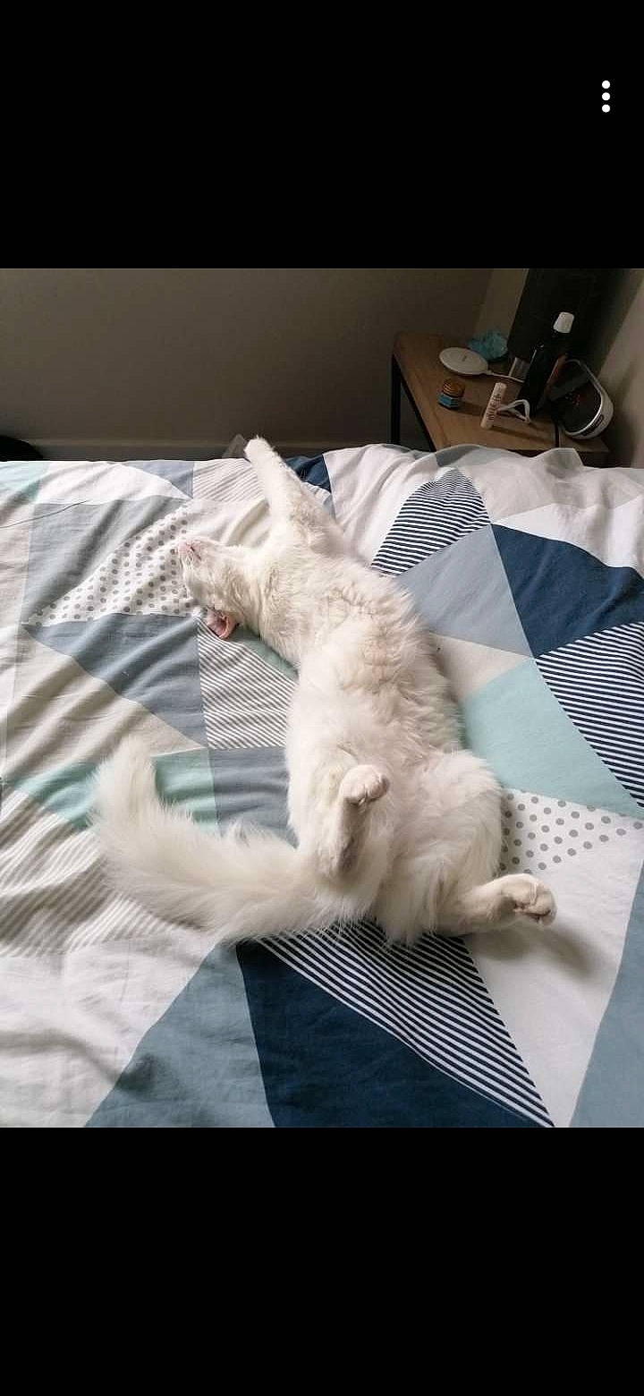 Pyla a rejoint le concours — aidez-le/la à gagner de superbes lots ! bed_sheet, bedding, carnivore, cat, claw, comfort, companion_dog, dog_breed, domestic_short_haired_cat, duvet, felidae, fur, linens, mammal, paw, room, small_to_medium_sized_cats, tail, textile, whiskers