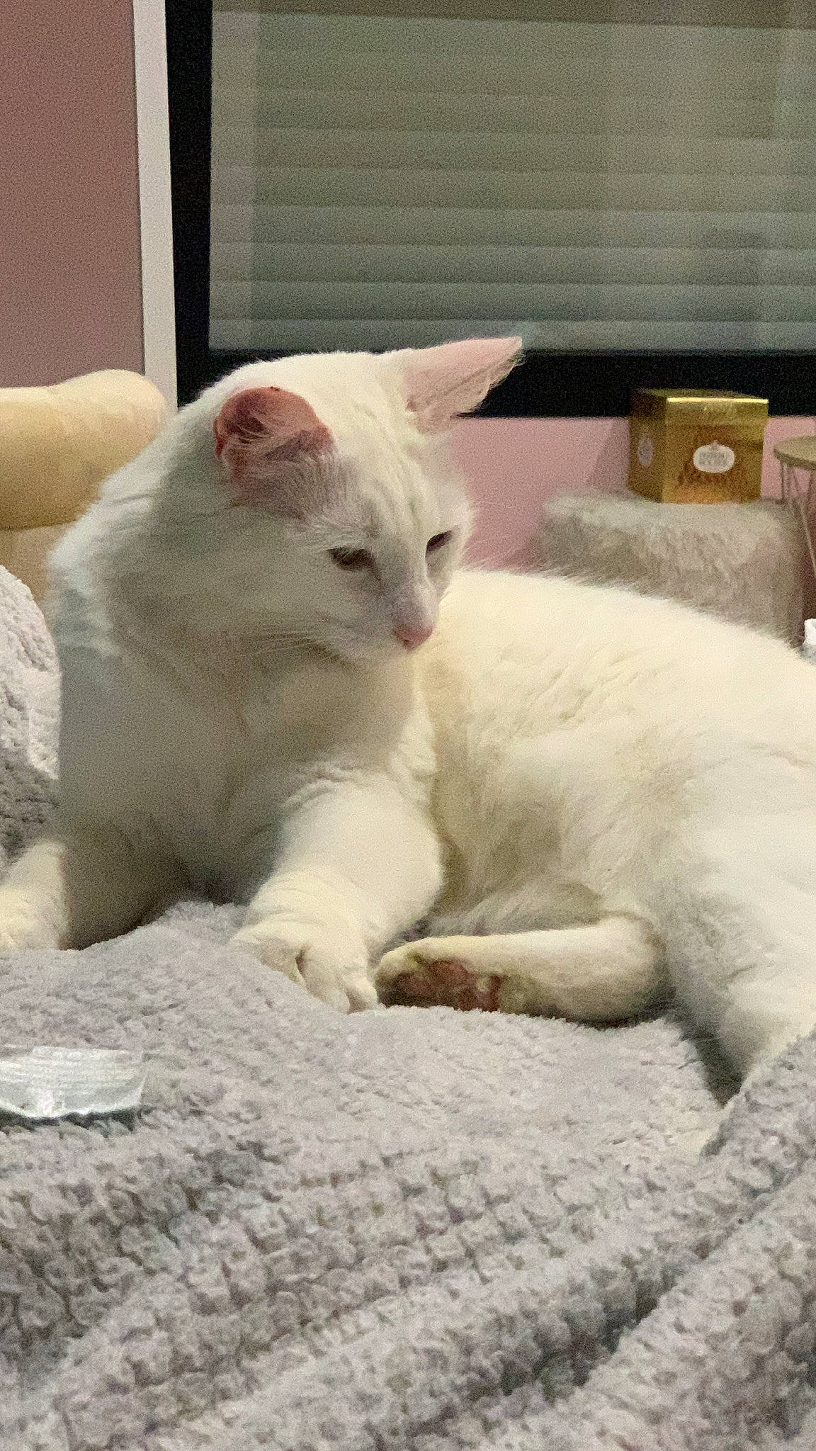 Pyla participe au concours pour gagner de l'argent avec cette photo : carnivore, cat, claw, comfort, domestic_short_haired_cat, felidae, fur, paw, small_to_medium_sized_cats, snout, tail, terrestrial_animal, whiskers