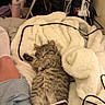 Rue joined the competition — help win amazing prizes! bedroom, blanket, cable, cat, cozy, denim_shorts, furniture, furry, indoor, kitten, laptop, leg, paw, person, relaxing, screen, sleeping, striped, tabby, white_blanket
