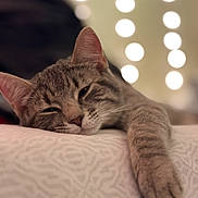 Rue joined the competition — help win amazing prizes! animal, bokeh, cat, closeup, cozy, cute, face, feline, fur, indoor, lights, pattern, paw, pet, relaxed, resting, sleepy, soft, tabby, whiskers