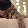 animal, bokeh, cat, closeup, cozy, cute, face, feline, fur, indoor, lights, pattern, paw, pet, relaxed, resting, sleepy, soft, tabby, whiskers