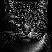 Mila participe au concours pour gagner de l'argent avec cette photo : animal, animal_portrait, black_and_white, cat, close_up, dark_background, detailed, face, feline, fur, intense_eyes, macro, mammal, moody, nature, pet, portrait, sharp_focus, water_droplets, whiskers