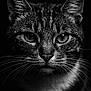 animal, animal_portrait, black_and_white, cat, close_up, dark_background, detailed, face, feline, fur, intense_eyes, macro, mammal, moody, nature, pet, portrait, sharp_focus, water_droplets, whiskers