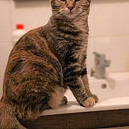 Alba a rejoint le concours — aidez-le/la à gagner de superbes lots ! animal, bathroom, cat, closeup, curious, cute, domestic, feline, fur, household, indoor, mammal, mirror, pet, seated, sink, tabby, tail, whiskers, wooden_cabinet