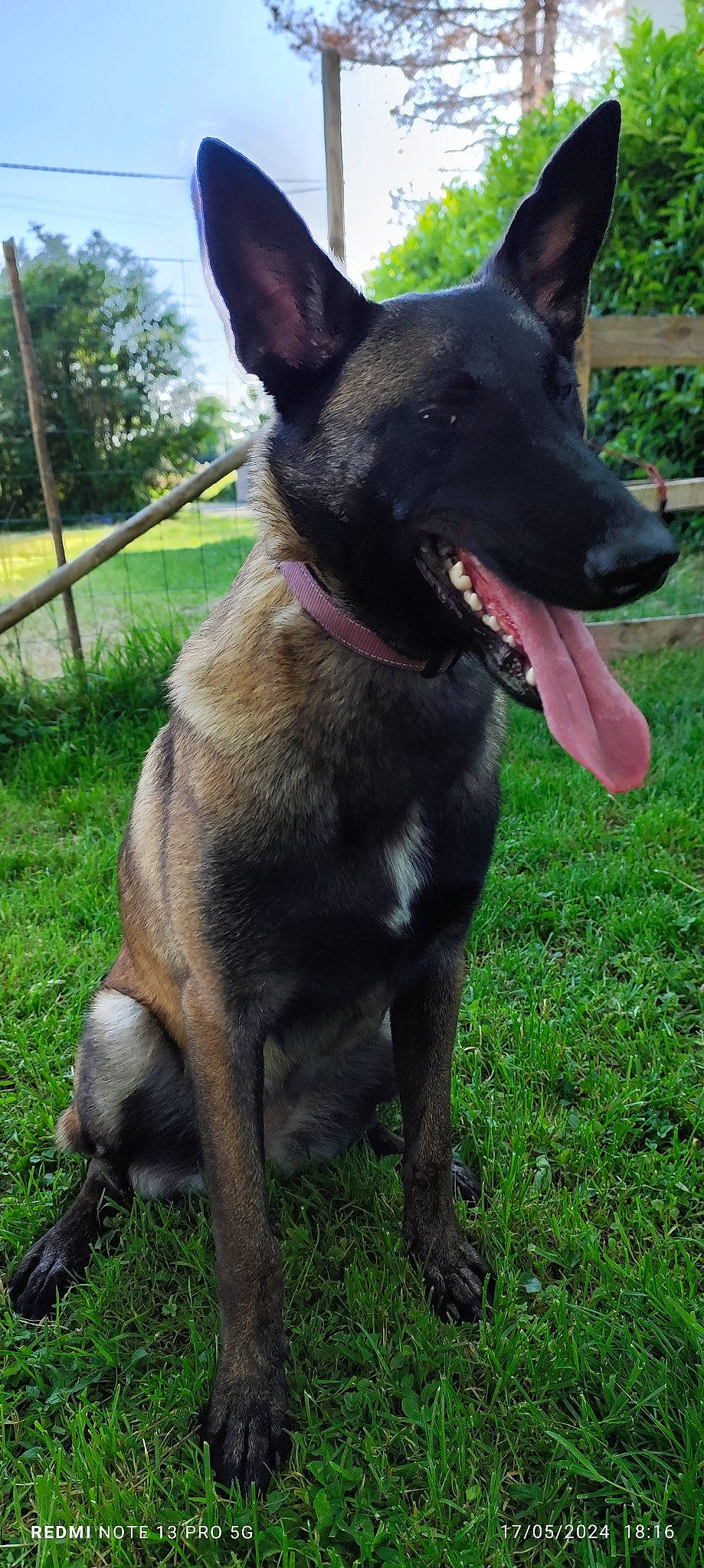 Ulka a rejoint le concours — aidez-le/la à gagner de superbes lots ! carnivore, collar, dog, dog_breed, dog_collar, dog_supply, east_european_shepherd, grass, guard_dog, herding_dog, hunting_dog, plant, sky, terrestrial_animal, tree, working_animal, working_dog