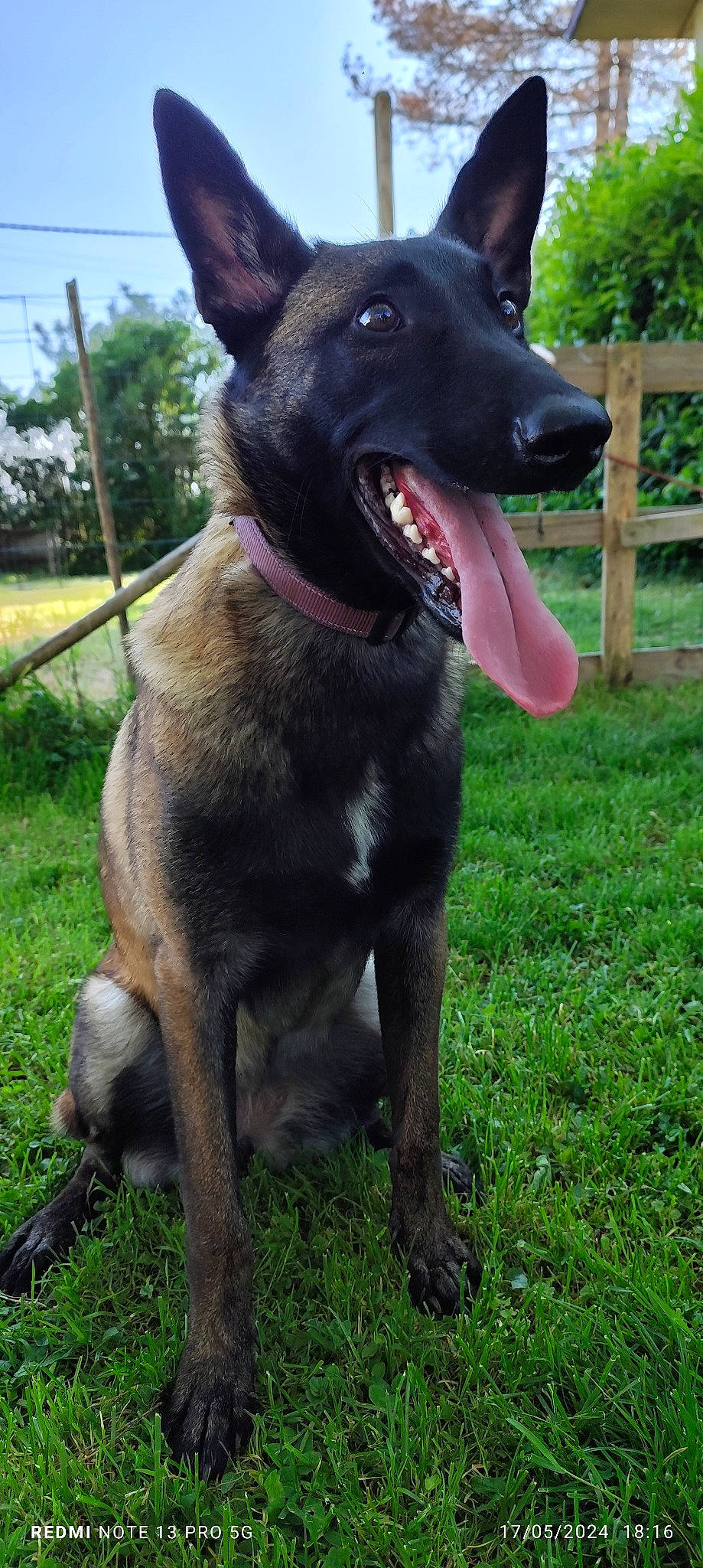 Ulka a rejoint le concours — aidez-le/la à gagner de superbes lots ! borador, canidae, carnivore, collar, companion_dog, dog, dog_breed, dog_collar, fang, fence, grass, guard_dog, plant, sky, snout, sporting_group, tail, tree, working_animal, working_dog