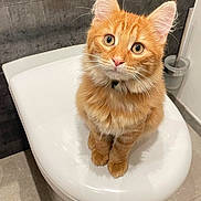 Rocket participe au concours pour gagner de l'argent avec cette photo : animal, bathroom, cat, collar, curious, cute, domestic_cat, ears, floor_tiles, fluffy, fur, indoor, kitten, looking_up, orange_tabby, pet, sitting, toilet, whiskers, white