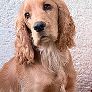 Pacha joined the competition — help win amazing prizes! animal, canine, closeup, cute, dog, ears, expression, fluffy, friendly, fur, golden_retriever, head_tilt, indoors, looking, muzzle, pet, portrait, puppy, whiskers, young