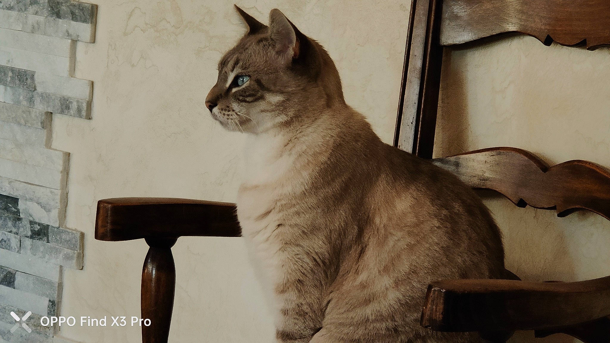 Manolo participe au concours pour gagner de l'argent avec cette photo : carnivore, cat, domestic_short_haired_cat, eye, fang, felidae, fur, grey, monochrome_photography, paw, photo_caption, sitting, small_to_medium_sized_cats, snout, tail, terrestrial_animal, whiskers, wildlife, window, wood