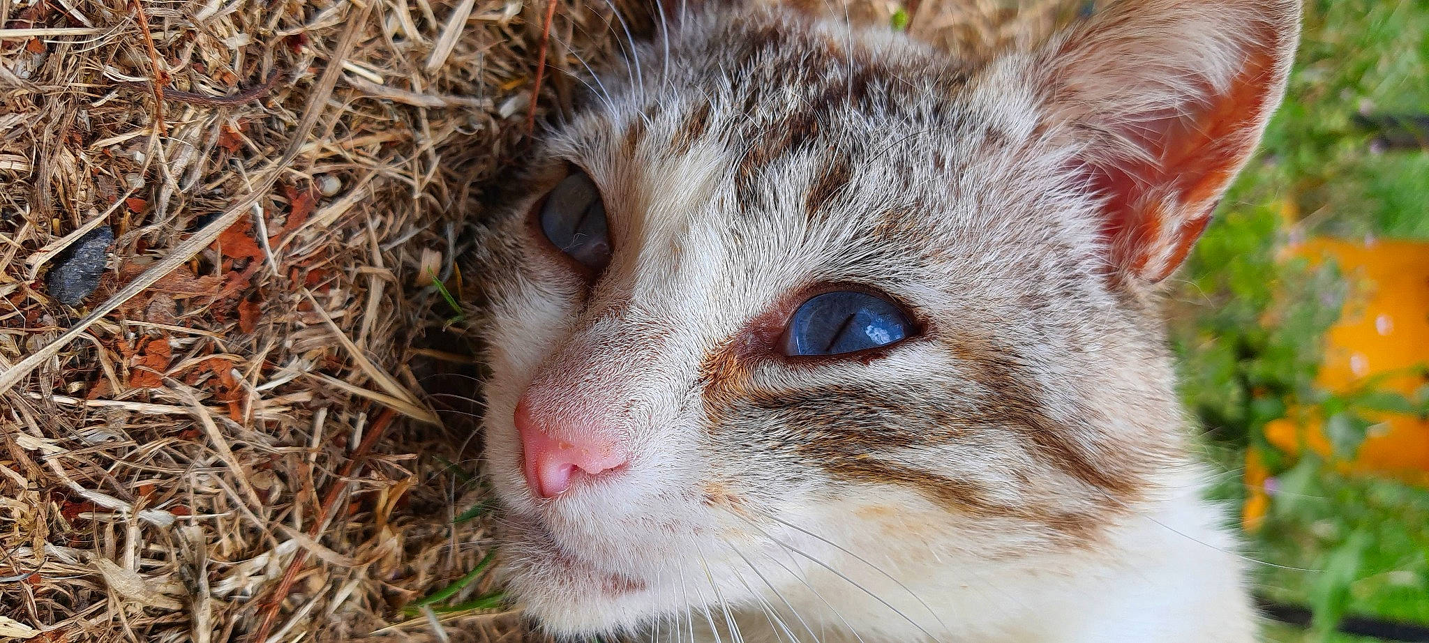 Potter participe au concours pour gagner de l'argent avec cette photo : carnivore, cat, domestic_short_haired_cat, fawn, felidae, fur, grass, plant, small_to_medium_sized_cats, snout, terrestrial_animal, tree, whiskers