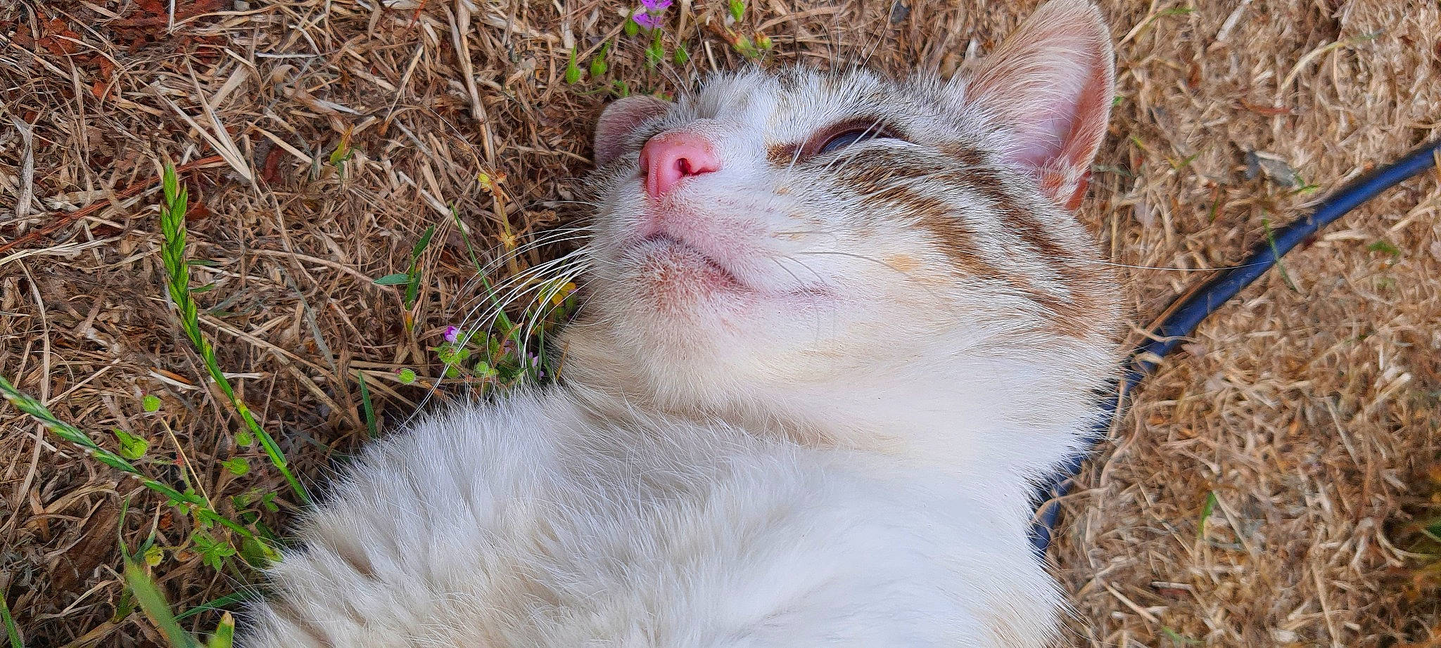 Potter participe au concours pour gagner de l'argent avec cette photo : carnivore, cat, domestic_short_haired_cat, fawn, felidae, flower, flowering_plant, fur, grass, grass_family, herbaceous_plant, paw, plant, small_to_medium_sized_cats, snout, tail, terrestrial_animal, tree, whiskers, wildlife