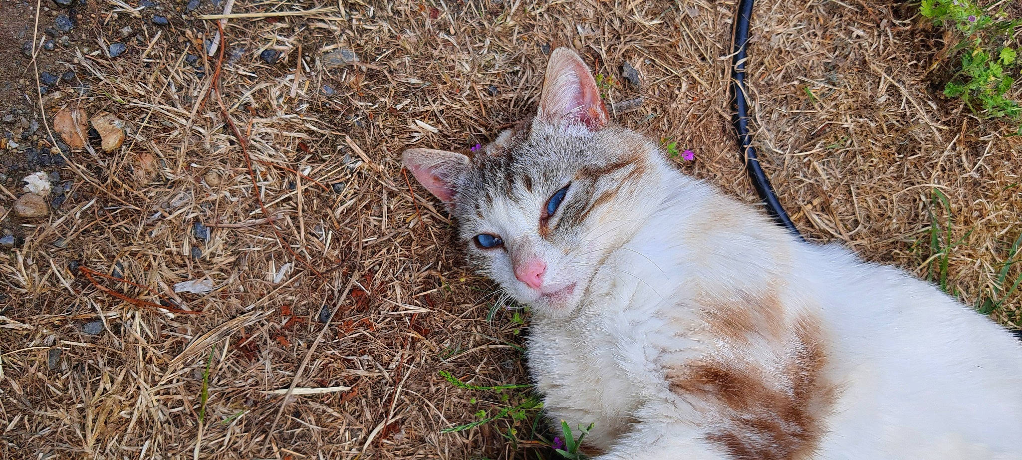 Potter participe au concours pour gagner de l'argent avec cette photo : carnivore, cat, domestic_short_haired_cat, eye, fawn, felidae, fur, grass, paw, plant, small_to_medium_sized_cats, snout, soil, tail, terrestrial_animal, tree, whiskers, wildlife