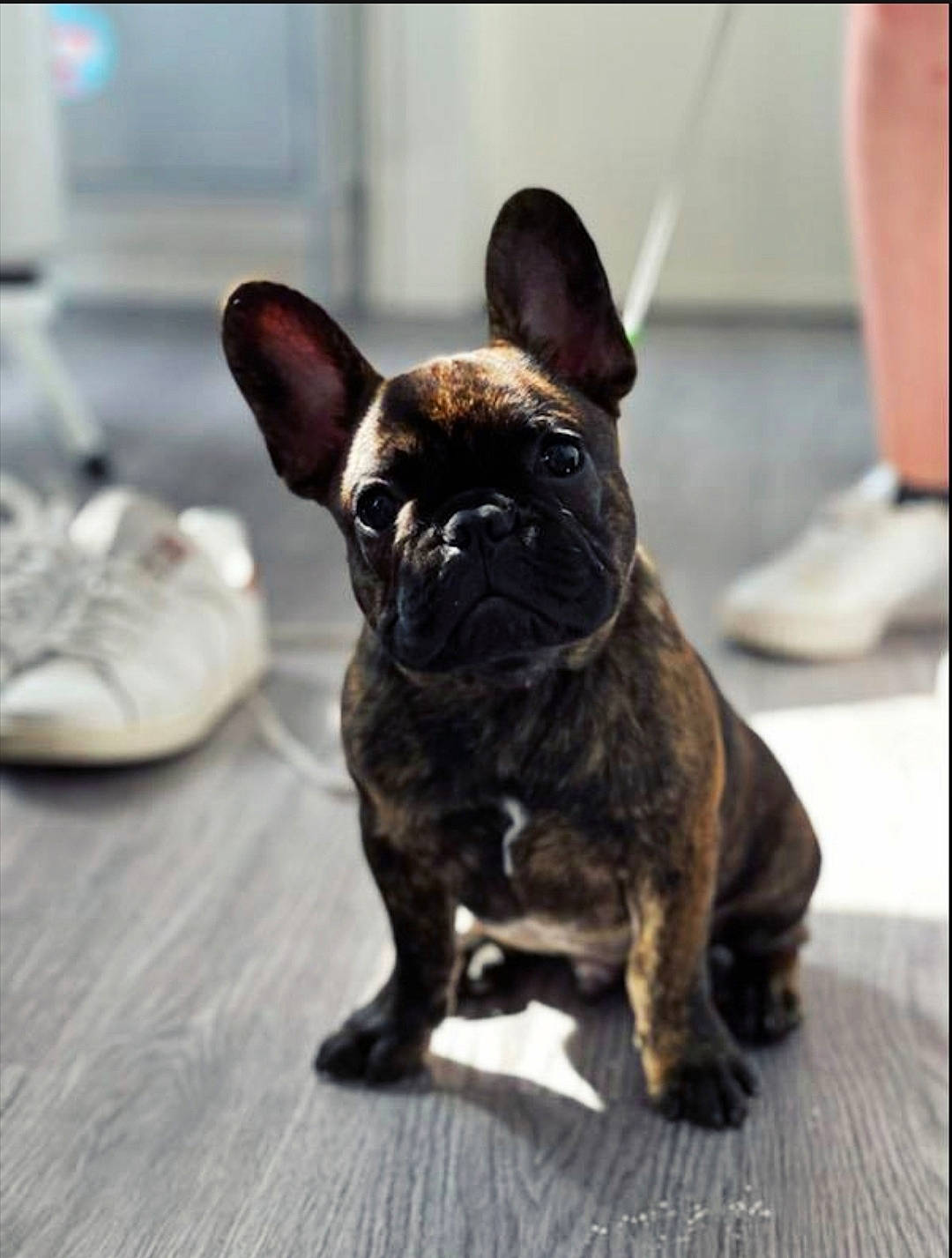 Harrys a rejoint le concours — aidez-le/la à gagner de superbes lots ! bulldog, canidae, carnivore, comfort, companion_dog, dog, dog_breed, ear, fawn, french_bulldog, fur, pug, snout, sporting_group, terrestrial_animal, toy_dog, whiskers, wood, working_animal, wrinkle