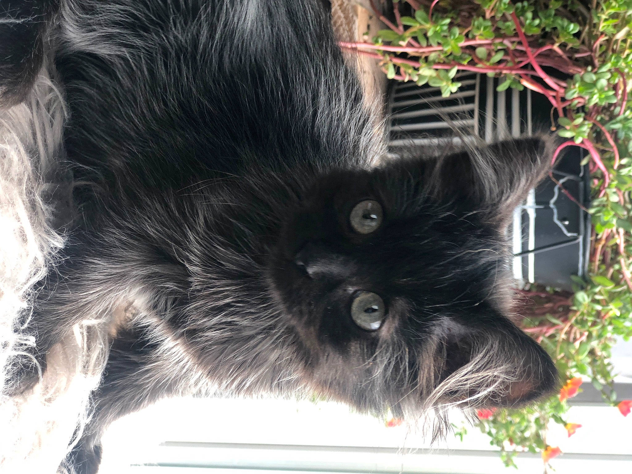 Johnny joined the competition — help win amazing prizes! black_cat, carnivore, cat, claw, dog_breed, domestic_short_haired_cat, felidae, fur, grass, groundcover, paw, plant, small_to_medium_sized_cats, snout, tail, terrestrial_animal, whiskers, window