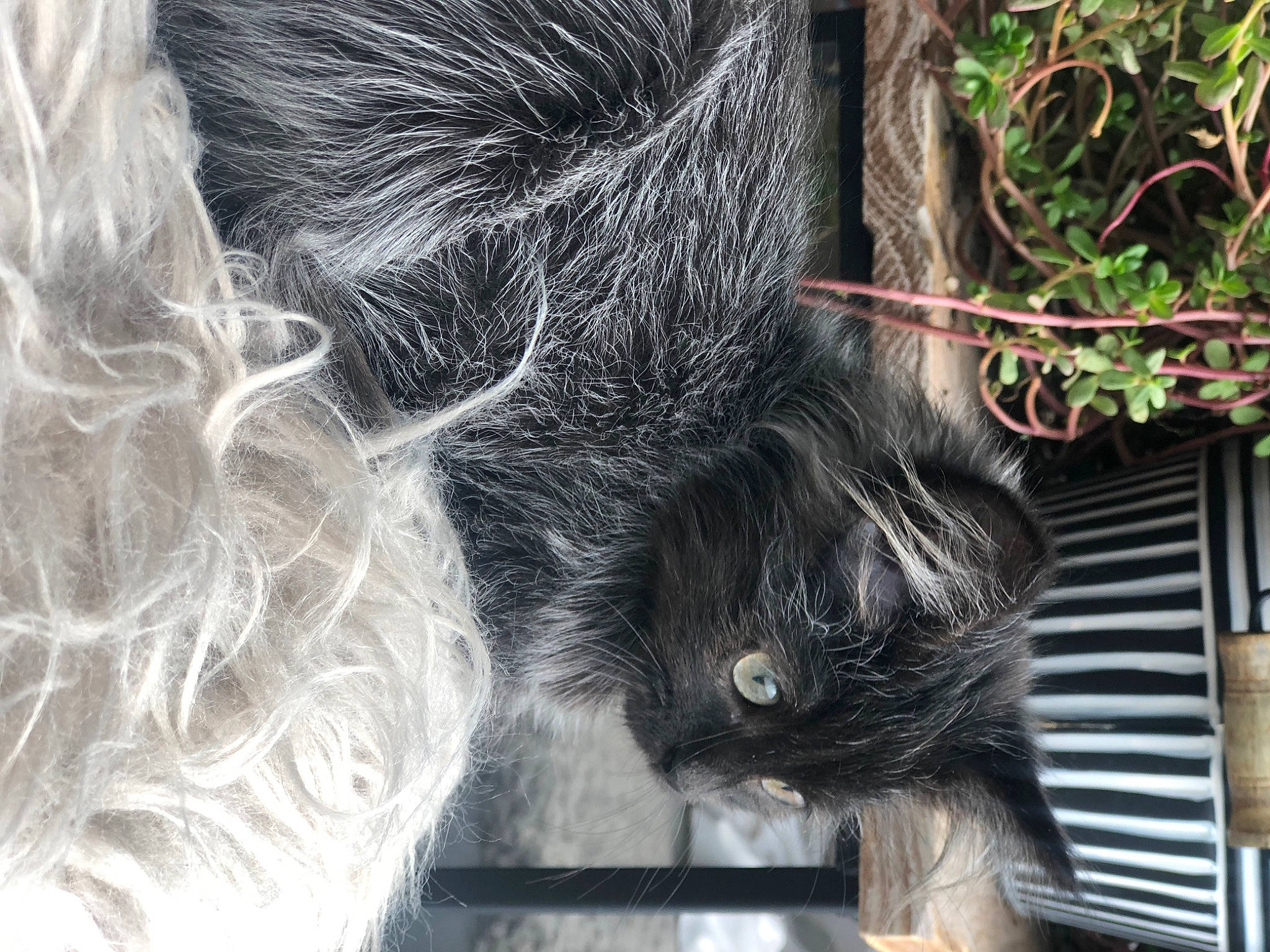 Johnny is registered to the contest to win money with this photo: canidae, carnivore, common_chimpanzee, dog_breed, felidae, foot, fur, human_leg, liver, paw, plant, primate, small_to_medium_sized_cats, snout, sporting_group, tail, terrestrial_animal, trunk, whiskers, working_animal