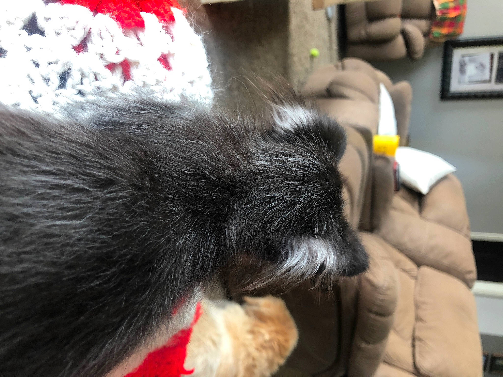 Johnny is registered to the contest to win money with this photo: carnivore, cat, collar, comfort, companion_dog, dog_breed, ear, felidae, finger, fur, gesture, lap, mammal, natural_material, picture_frame, small_to_medium_sized_cats, snout, tail, vertebrate, whiskers