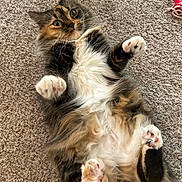 Olive is registered to the contest to win money with this photo: animal, carpet, cat, curious, cute, domestic_cat, ears, fluffy, fur, indoor, lying_down, multi-colored, paws, pet, pink, playful, relaxed, toy, whiskers, wide_eyes