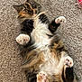 animal, carpet, cat, curious, cute, domestic_cat, ears, fluffy, fur, indoor, lying_down, multi-colored, paws, pet, pink, playful, relaxed, toy, whiskers, wide_eyes