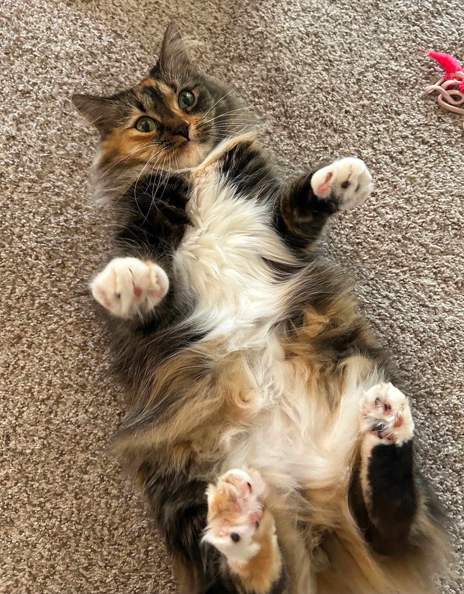 Olive