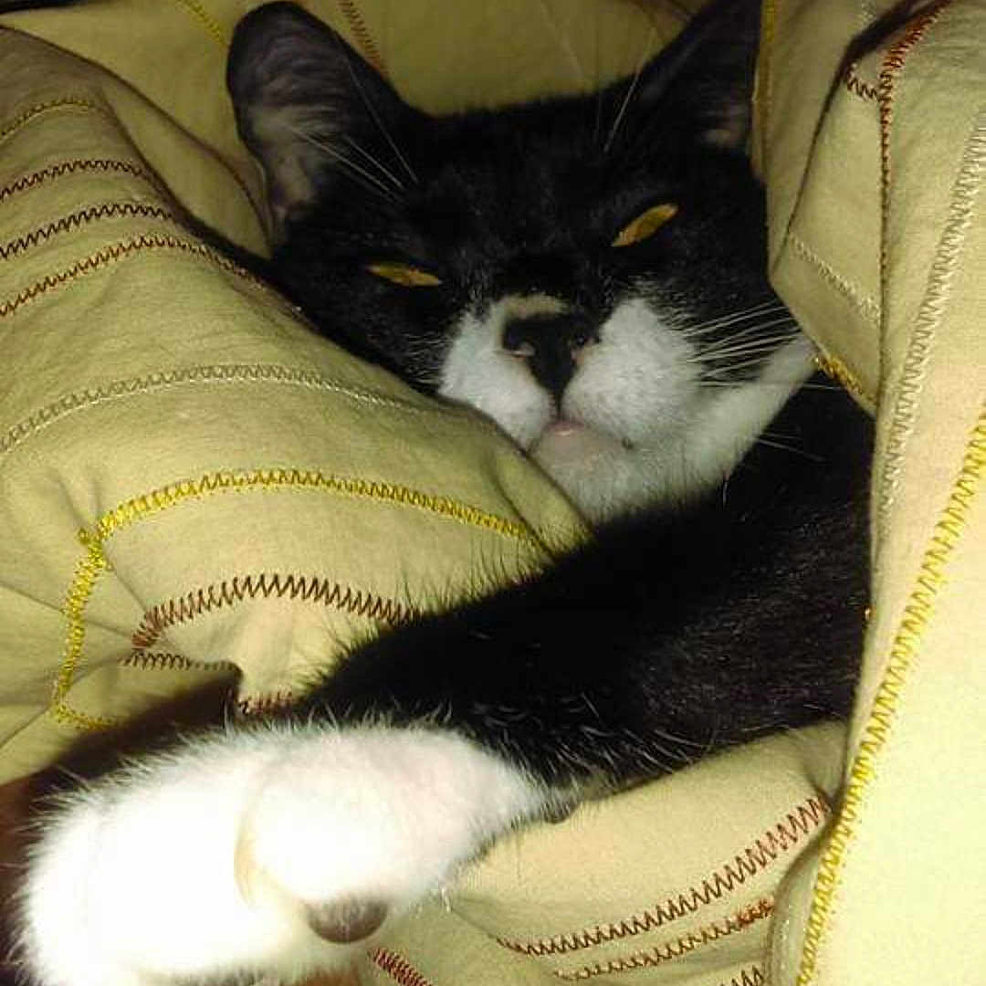 La Cookies is registered to the contest to win money with this photo: animal, black_and_white, blanket, cat, claws, comfort, cozy, cute, domestic, face, fur, indoor, paw, pet, relaxed, resting, sleepy, snuggled, soft, whiskers