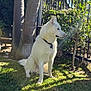 Blanco joined the competition — help win amazing prizes! dog, white_dog, sitting, garden, grass, tree_trunk, sunlight, outdoor, pet, collar, fence, shrub, daylight, nature, animal, canine, watching, peaceful, greenery, shadow