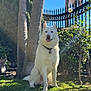 dog, white_dog, sitting, grass, outdoor, sunlight, tree, palm_tree, fence, collar, pet, happy, nature, garden, daytime, animal, canine, tongue_out, greenery, sunshine