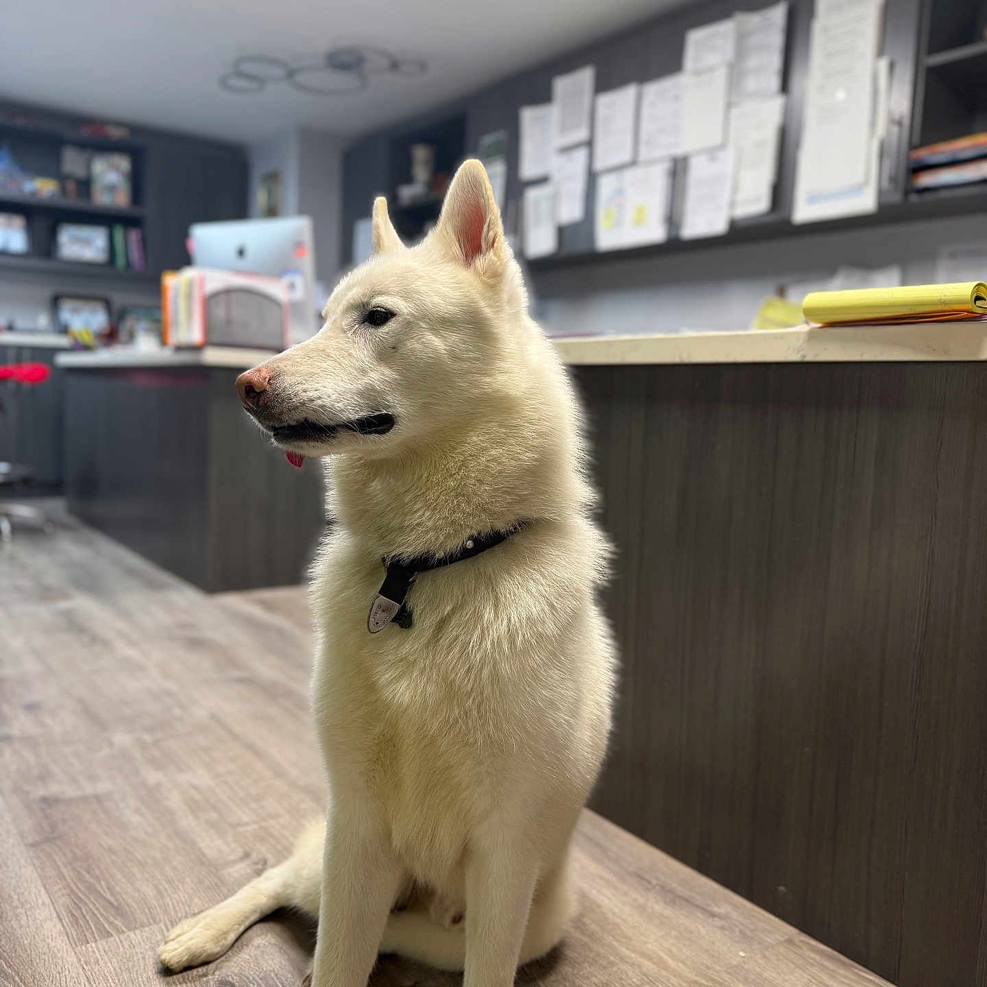 Blanco is registered to the contest to win money with this photo: alert, animal, blurred_background, calm, canine, collar, desk, dog, ears, fur, furniture, indoor, modern, office, papers, pet, side_view, sitting, white_dog, wooden_floor
