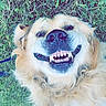 Stella Laroche participe au concours pour gagner de l'argent avec cette photo : dog, golden_retriever, grass, smiling, teeth, playful, pet, animal, outdoor, lying_down, happy, fur, canine, nature, closeup, muzzle, tongue, ears, nose, cute