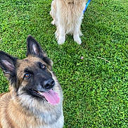 Stella Laroche participe au concours pour gagner de l'argent avec cette photo : dog, golden_retriever, german_shepherd, grass, outdoor, pet, animal, canine, leash, tongue_out, happy, playful, nature, summer, greenery, fur, sitting, portrait, friendly, companions