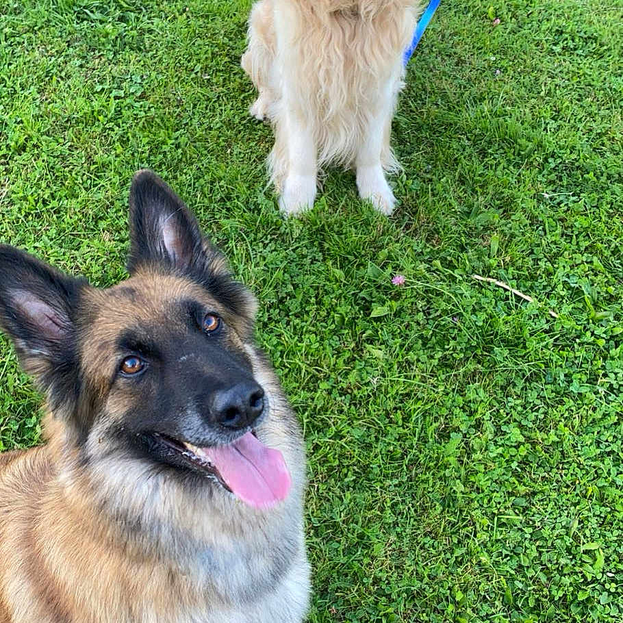 Stella Laroche participe au concours pour gagner de l'argent avec cette photo : dog, golden_retriever, german_shepherd, grass, outdoor, pet, animal, canine, leash, tongue_out, happy, playful, nature, summer, greenery, fur, sitting, portrait, friendly, companions