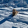 Stella Laroche a rejoint le concours — aidez-le/la à gagner de superbes lots ! dog, golden_retriever, snow, winter, outdoor, sunny, blue_sky, snow_covered_trees, nature, animal, pet, landscape, cold, shadow, relaxing, daylight, forest, snowy_ground, canine, frozen