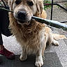 dog, golden_retriever, pet, animal, outdoor, porch, bouquet, flower, wrapped_flower, sitting, fur, canine, friendly, cute, domestic_animal, face, paw, plant, railing, human_footwear
