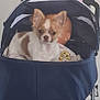 Ulyana a rejoint le concours — aidez-le/la à gagner de superbes lots ! dog, stroller, baby_doll, person, indoor, toy, pet, animal, baby_clothes, fabric, wheel, footwear, legs, casual, cute, small_dog, brown_and_white, face, sitting, front_view
