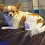 dog, small_dog, brown_and_white, fluffy, indoor, leather_surface, curtains, window, pet, animal, cute, relaxed, lying_down, fur, ears, tail, looking, cozy, companion, domestic