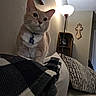 Lance joined the competition — help win amazing prizes! cat, orange_cat, collar, indoor, lamp, couch, blanket, pillow, wall, cross, shelf, decor, pet, feline, home, cozy, curious, animal, fur, domestic