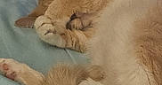 Lance joined the competition — help win amazing prizes! cat, orange_cat, white_cat, sleeping, paw, fur, tail, blanket, bed, cozy, pet, animal, cute, resting, indoor, closeup, feline, soft, relaxed, cute_pet