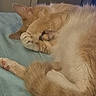 cat, orange_cat, white_cat, sleeping, paw, fur, tail, blanket, bed, cozy, pet, animal, cute, resting, indoor, closeup, feline, soft, relaxed, cute_pet