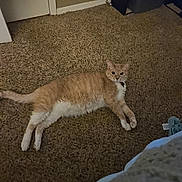 Lance is registered to the contest to win money with this photo: cat, orange_cat, white_cat, carpet, indoor, pet, animal, feline, relaxed, lying_down, curious, household, floor, domestic, fur, whiskers, paws, tail, room, door