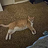 cat, orange_cat, white_cat, carpet, indoor, pet, animal, feline, relaxed, lying_down, curious, household, floor, domestic, fur, whiskers, paws, tail, room, door