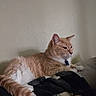 Lance is registered to the contest to win money with this photo: cat, orange_cat, white_fur, pet, animal, indoor, resting, blanket, cozy, feline, fur, collar, quiet, relaxed, side_view, home, domestic, cute, sleepy, calm