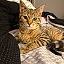 Theo is registered to the contest to win money with this photo: cat, tabby, pet, animal, indoor, bed, blanket, fur, whiskers, ears, tail, comfort, cute, relaxed, domestic, feline, portrait, closeup, resting, cozy