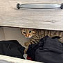 cat, tabby, drawer, clothing, black_clothes, curious, indoor, furniture, wood_texture, pet, animal, hiding, cute, whiskers, eyes, paws, striped, domestic_cat, feline, closeup