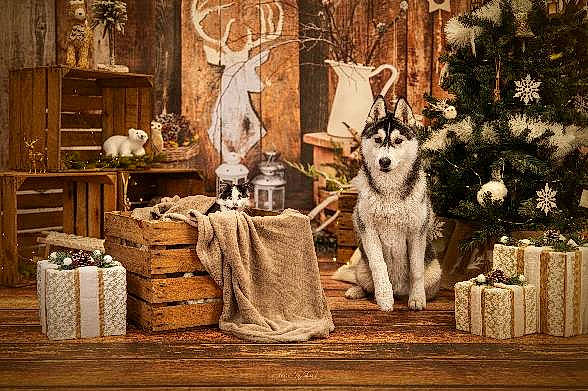Kida participe au concours pour gagner de l'argent avec cette photo : art, decoration, deer, door, elk, event, fawn, fur, painting, picture_frame, plant, room, terrestrial_animal, textile, tree, twig, visual_arts, wildlife, window, wood
